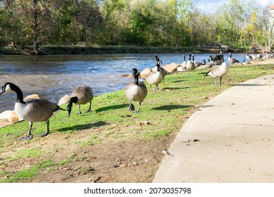 Geese Lounging In Gatlinburg, TN