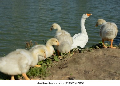 Geese In Nature. Water Birds. Poultry Farm Details. Life In Countryside. Geese On Shore.