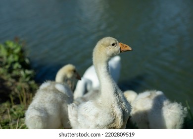 Geese In Nature. Water Birds. Poultry Farm Details. Life In Countryside. Geese On Shore.