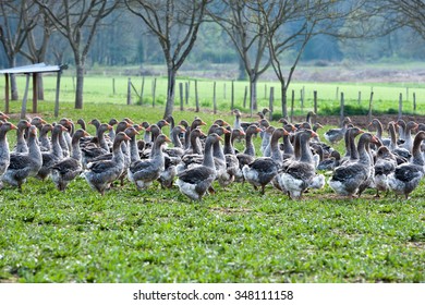 Geese On A Foie Gras Farm In A Field