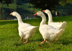 Geese On Green Grass