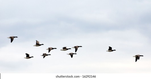geese on grey-blue autumn sky going to fly away in warm edges