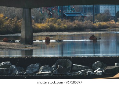 Geese On The Platte River Denver