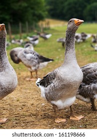 Geese Of The Perigord