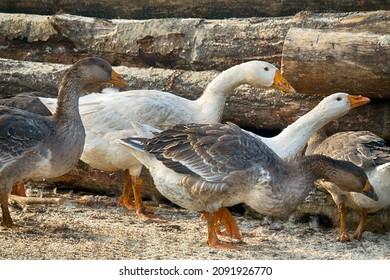 Geese In The Poultry Yard And Tree Stump Background