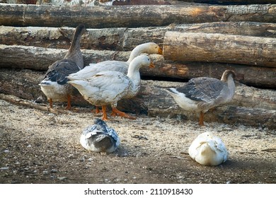 Geese In The Poultry Yard And Tree Stump Background