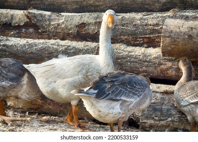 Geese In The Poultry Yard And Tree Stump Background