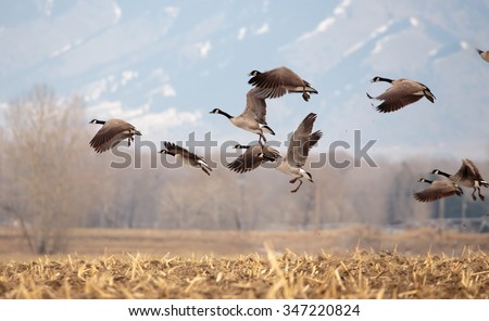 Geese starting in flight from a large field.