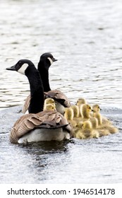 Geese swimming with baby geese goslings - Shutterstock ID 1946514178