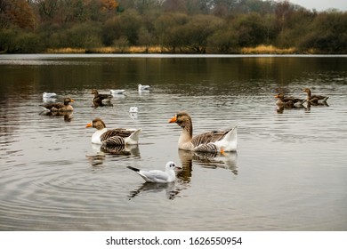 Geese Swimming On Derwentwater Lake District In Autumn