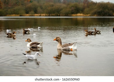 Geese Swimming On Derwentwater Lake District In Autumn