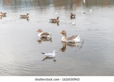 Geese Swimming On Derwentwater Lake District In Autumn