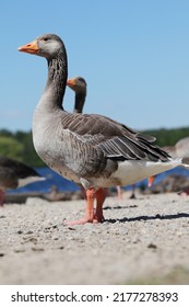 Geese Taking In A Bit Of Sun By The Lakeside. 