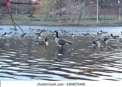 Geese At Van Cortlandt Park