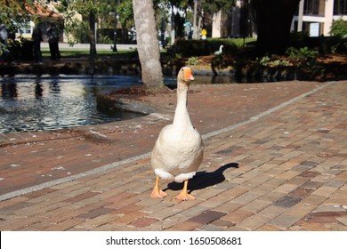 Geese waddling in park on sunny day against blue water pond.
