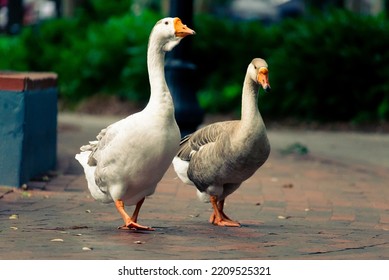 Geese Walking Around The Park