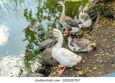 Geese Are Walking Near Lake At The Farm. Zoo