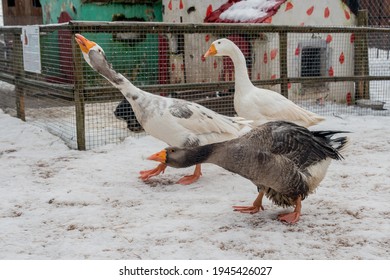 Geese walking on the snowy farm yard. Aggressive  hissing geese. Winter in the country. - Powered by Shutterstock