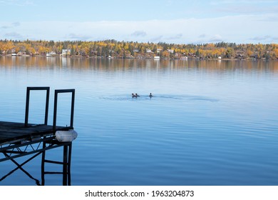 Geese In Water At Falcon Lake