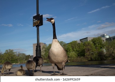 Geese In Waterloo Park, Ontario By 