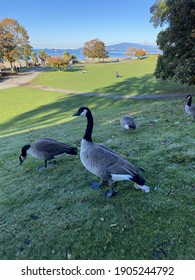 Geese In West End Vancouver, BC, Canada. October 2020
