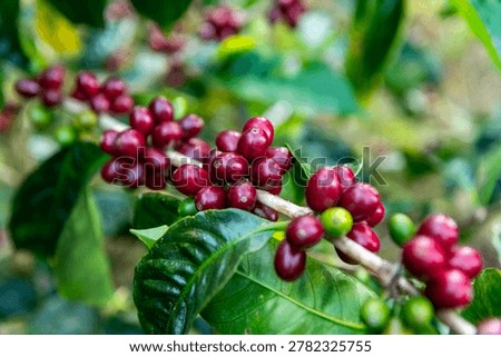 Geisha coffee cherries, developing from green to vibrant red, are ripening on a healthy coffee plant, signifying a bountiful upcoming harvest in Panama - stock photo