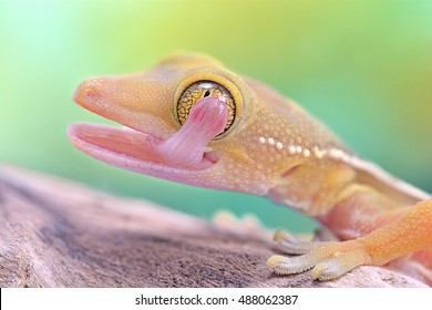 Gekko Vittatus Macro Gecko Lick His Eye