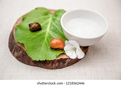 Gel Of Snail Mucus, Mucin In A White Jar, On A Green Leaf Are Snails, Cosmetics From Snail Mucin