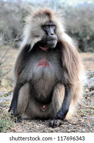 Gelada Baboon