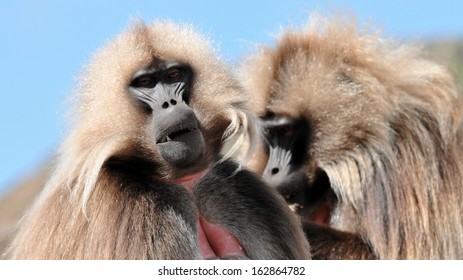 Gelada Baboon