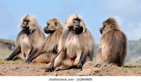 Gelada Baboon