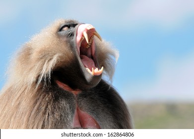 Gelada Baboon