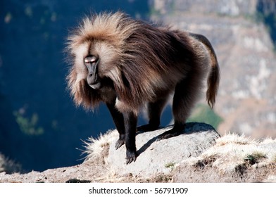 Gelada Baboon