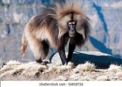 Gelada Baboon