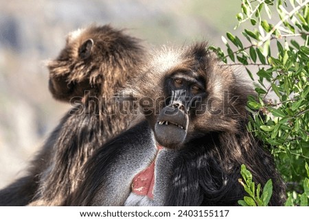 Similar – Image, Stock Photo Don’t feed the baboons III