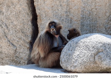 Gelada Baboon family. Gelada Baboons grooming (Theropithecus gelada), sometimes called the Gelada Baboon, is a species of Old World monkey found only in the Ethiopian Highlands - Powered by Shutterstock