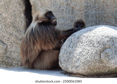 Gelada Baboon family. Gelada Baboons grooming (Theropithecus gelada), sometimes called the Gelada Baboon, is a species of Old World monkey found only in the Ethiopian Highlands - Powered by Shutterstock