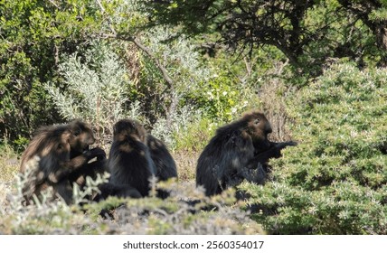 Gelada baboon group in the Ethiopian mountains - Powered by Shutterstock