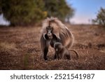 Gelada Baboon, huge male protecting its baby,  Leading the Family in the Ethiopian Simien mountains, Ideal for Wildlife Conservation and Nature Content.