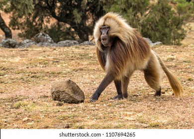 Gelada Baboon male in the Simien Mountains National Park in Amhara region in the North of Ethiopia