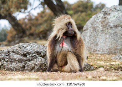 Gelada Baboon male in the Simien Mountains National Park in Amhara region in the North of Ethiopia