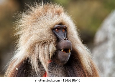 Gelada baboon male in the Simien Mountains National Park in Ethiopia