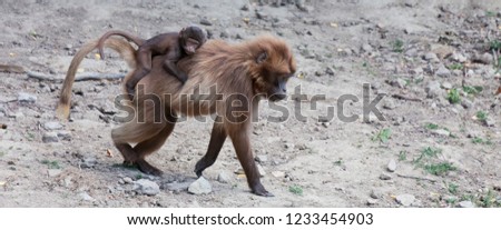Gelada Baboon mother carrying baby on back - Theropithecus gelada