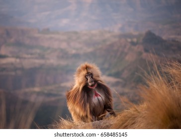 Gelada baboon prior to retreating over the edge of the cliff for the night, Simien Mountain range, Ethiopia