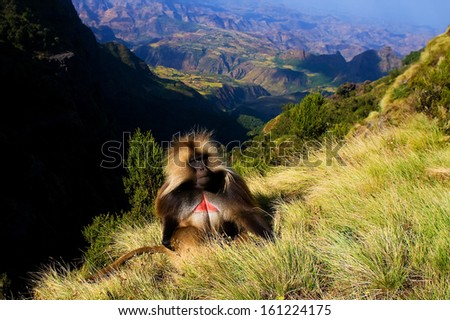 Gelada baboon sitting on top of the cliff in the Semien mountains Stock photo © 