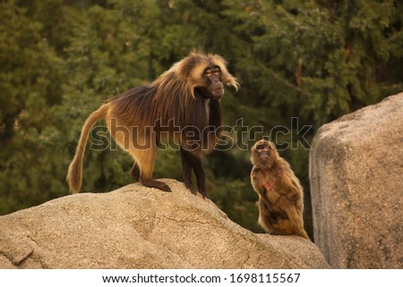 The Gelada Baboon (Theropithecus Gelada).
