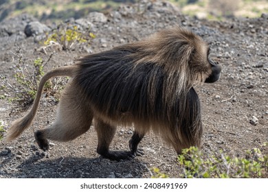 Gelada or Gelada baboon (Theropithecus gelada), fight between two males, Debre Libanos, Ethiopia
