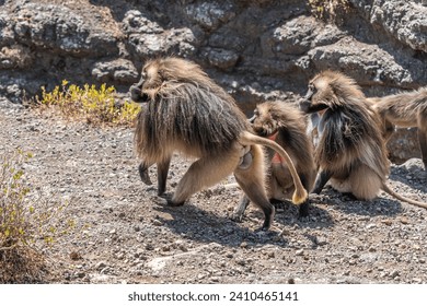 Gelada or Gelada baboon (Theropithecus gelada), fight between two males, Debre Libanos, Ethiopia