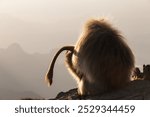 Gelada baboon (Theropithecus Gelada) on a cliff at sunset, Simien mountains national park, Amhara region, North Ethiopia