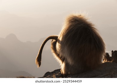 Gelada baboon (Theropithecus Gelada) on a cliff at sunset, Simien mountains national park, Amhara region, North Ethiopia